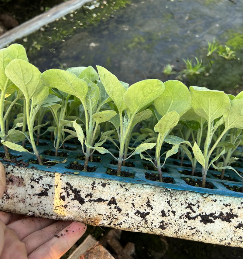 茄子苗（烧烤茄），果型直，黑色深紫光亮卖相好，头尾均匀
