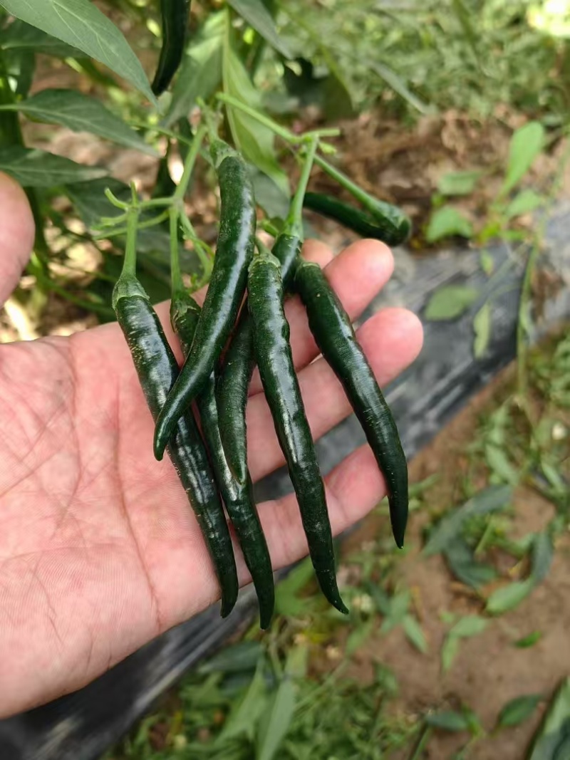 小米辣（喜洋洋）大果指天椒，抗病，高产，长把型，果形漂亮