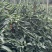 小米辣（喜洋洋）大果指天椒，抗病，高产，长把型，果形漂亮