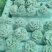 云南昆明寻甸七星白参菌干货（月产3吨）