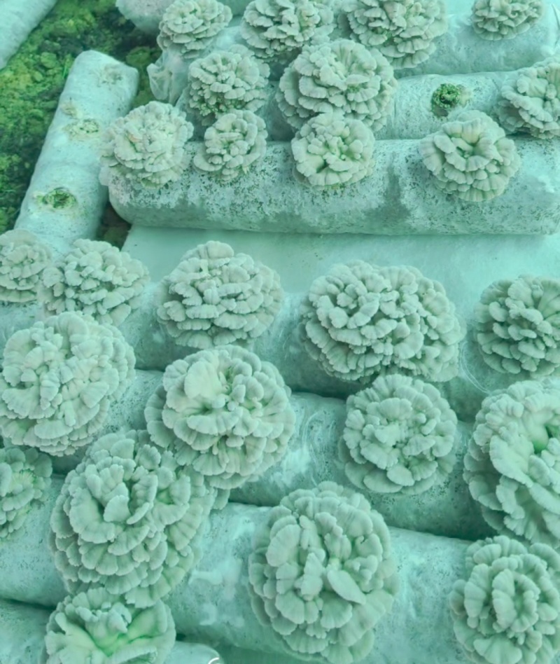 云南昆明寻甸七星白参菌干货（月产3吨）