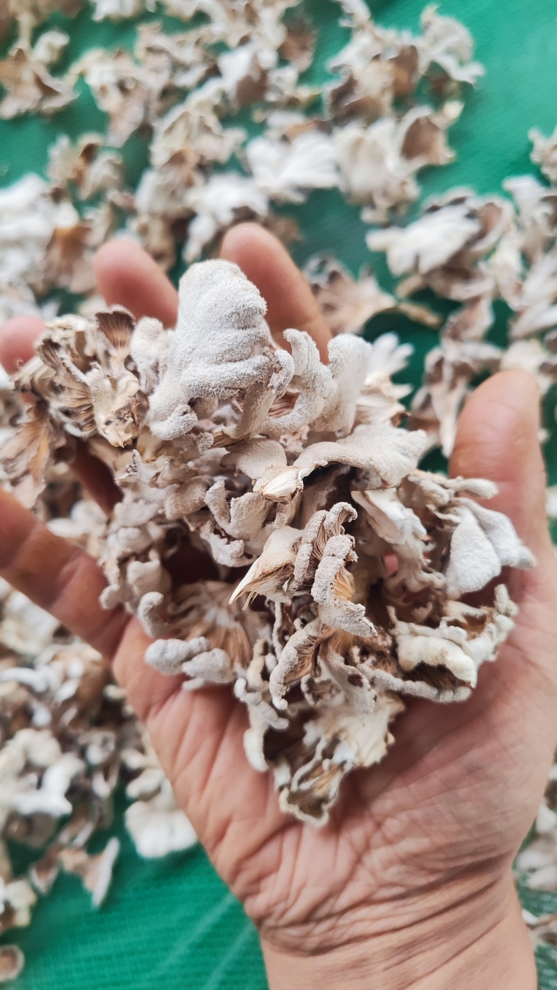 云南昆明寻甸七星白参菌干货（月产3吨）