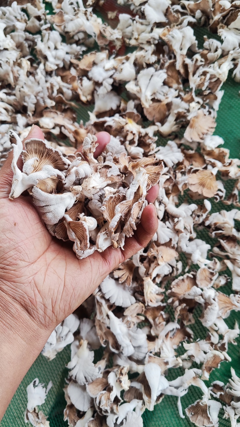 云南昆明寻甸七星白参菌干货（月产3吨）
