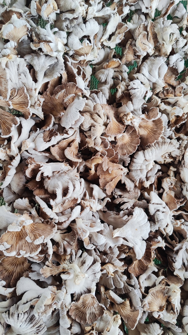 云南昆明寻甸七星白参菌干货（月产3吨）