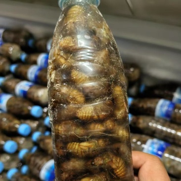 杜仲金蝉，一瓶一百个，活体鲜冻。