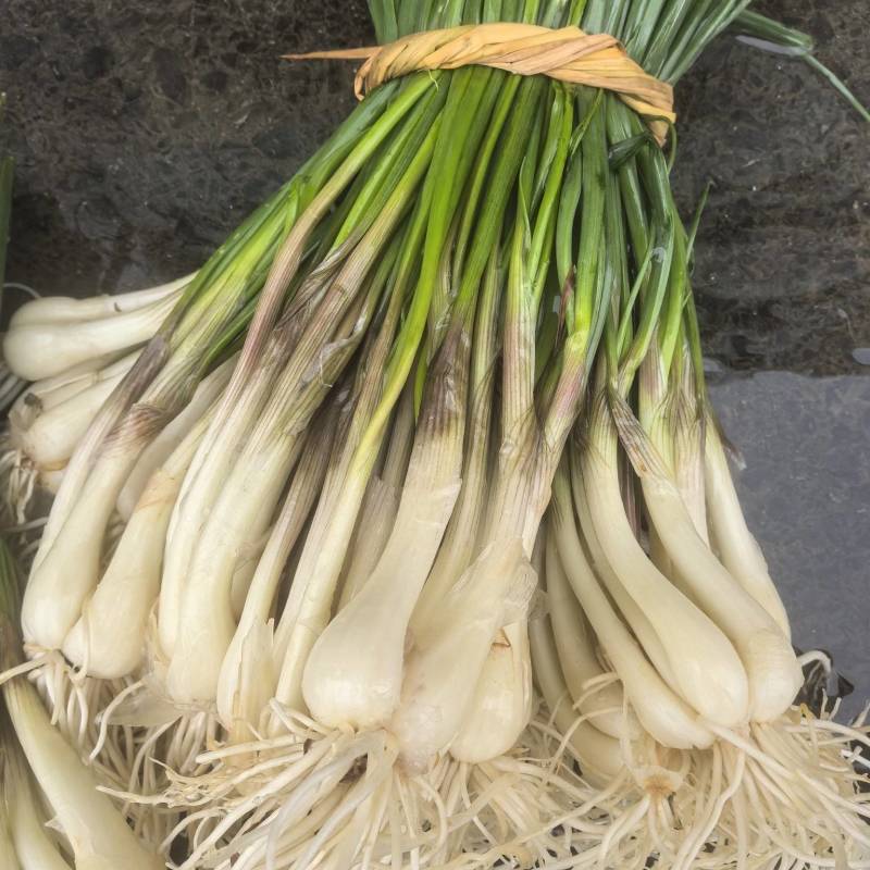 新鲜荞头苖，品质好质量高，量大从优，价格可谈欢迎咨询！