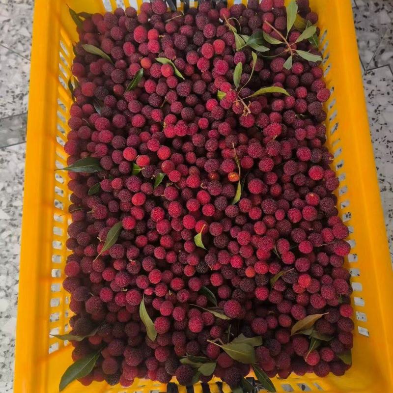 广西玉林杨梅