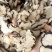 猪苓批发优质猪苓规格齐全产地一手货源量大价优