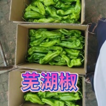 黑龙江省大庆市大同区芜湖椒种植基地货源充足量大从优