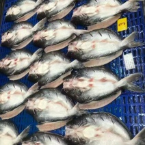 开背巴沙鱼