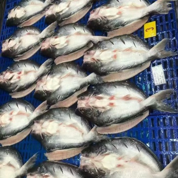 开背巴沙鱼
