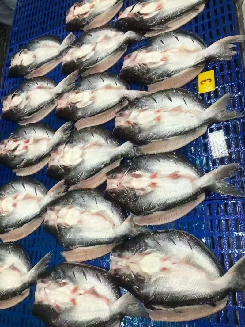 开背巴沙鱼