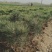 黑松，13✖️15黑松营养杯量大货优，产地装车价格优惠