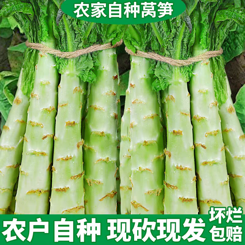 （青皮莴笋）三青皮莴笋/山东莴笋/产地批发/供应电商市场