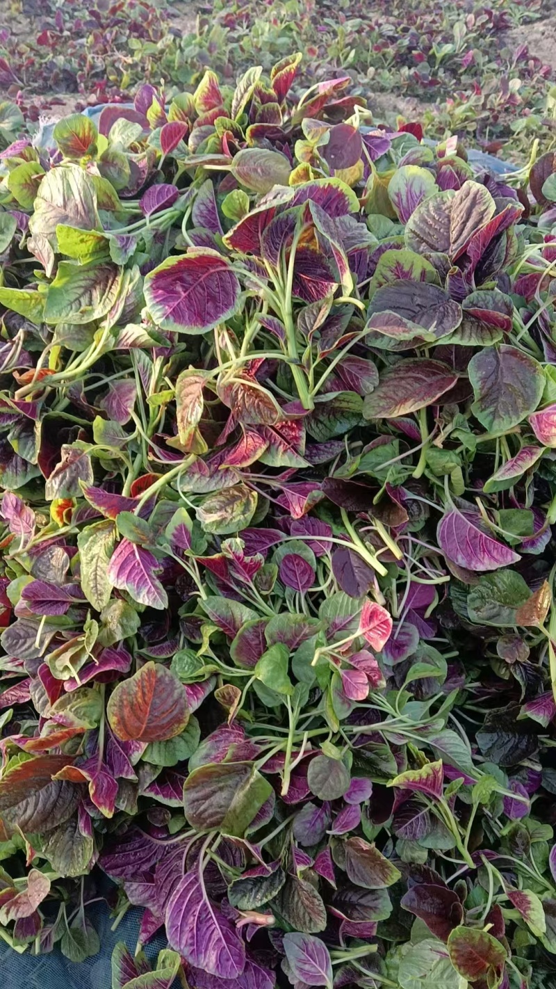 【推荐】江苏红苋菜大量上市/对接商超批发市场/欢迎咨询