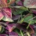 【推荐】江苏红苋菜大量上市/对接商超批发市场/欢迎咨询