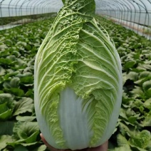 （精品白菜）大棚白菜/黄心白菜/山东白菜/供应全国批发
