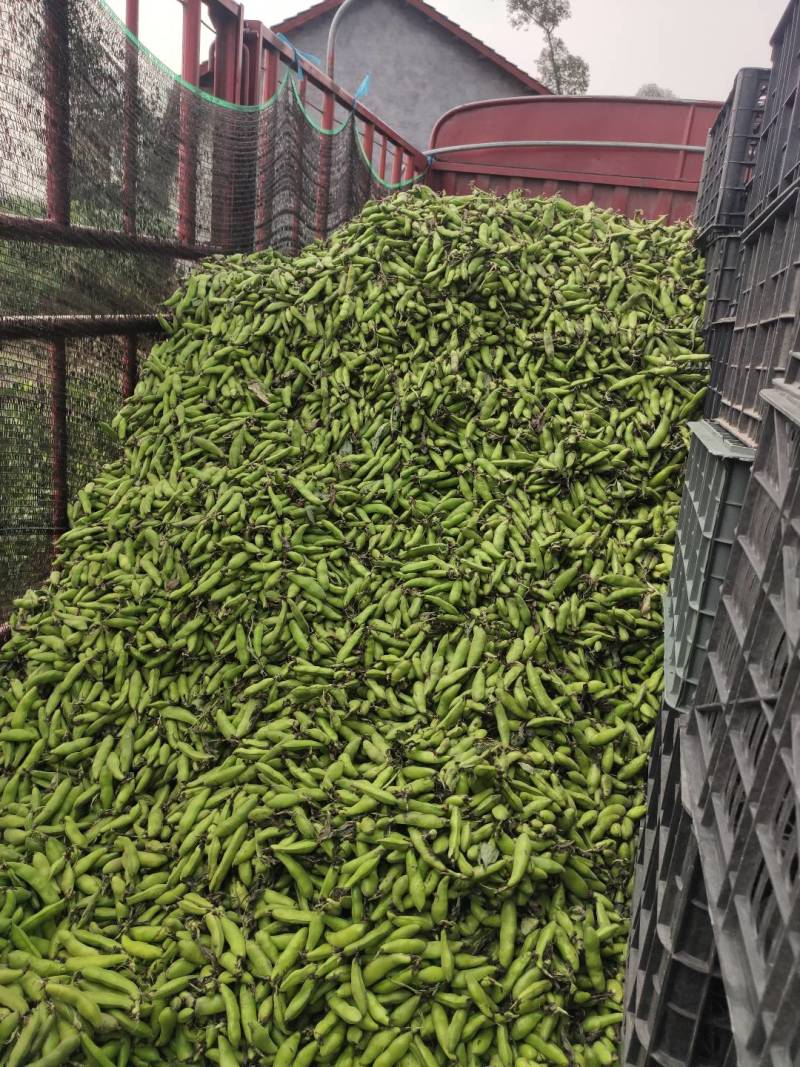 日产50吨，超市活动首选，新鲜蚕豆胡豆大量上市，一手货源