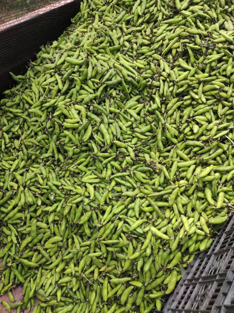 日产50吨，超市活动首选，新鲜蚕豆胡豆大量上市，一手货源