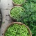 日产50吨，超市活动首选，新鲜蚕豆胡豆大量上市，一手货源