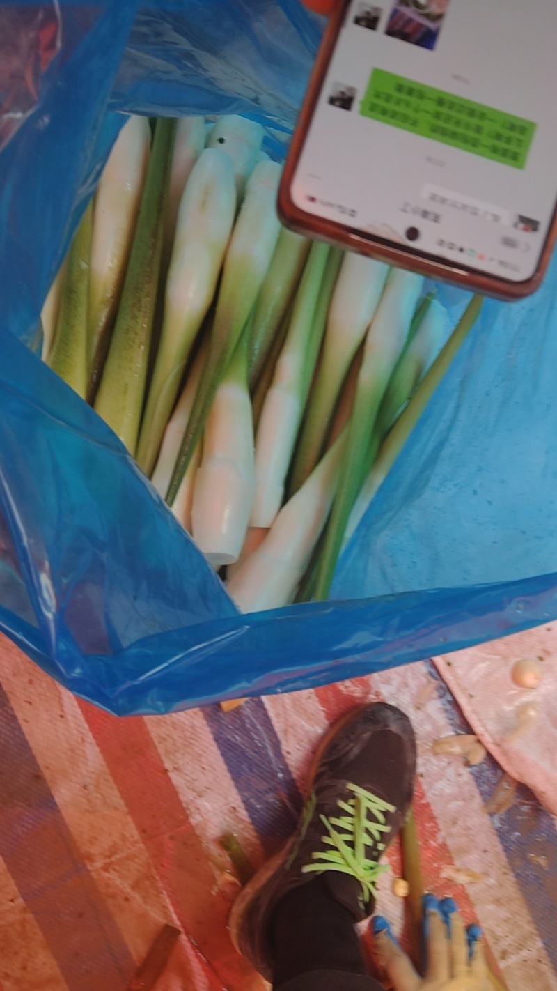 茭白