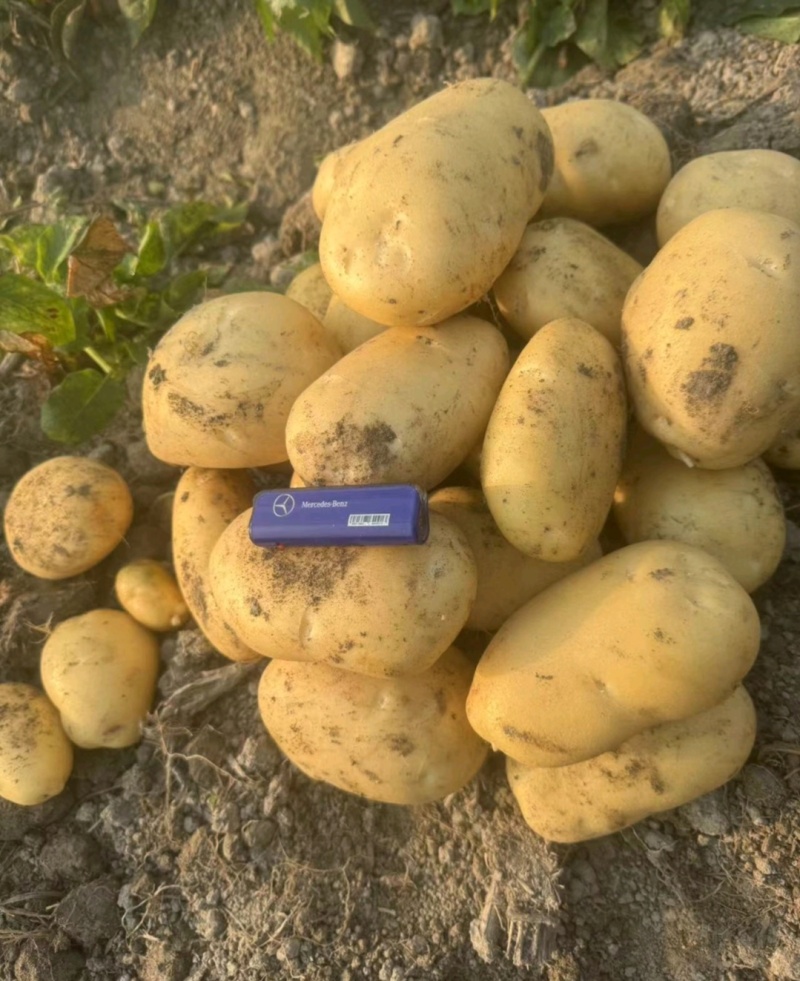 云南土豆沃土5号黄心黄皮货源充足价格实惠欢迎联系