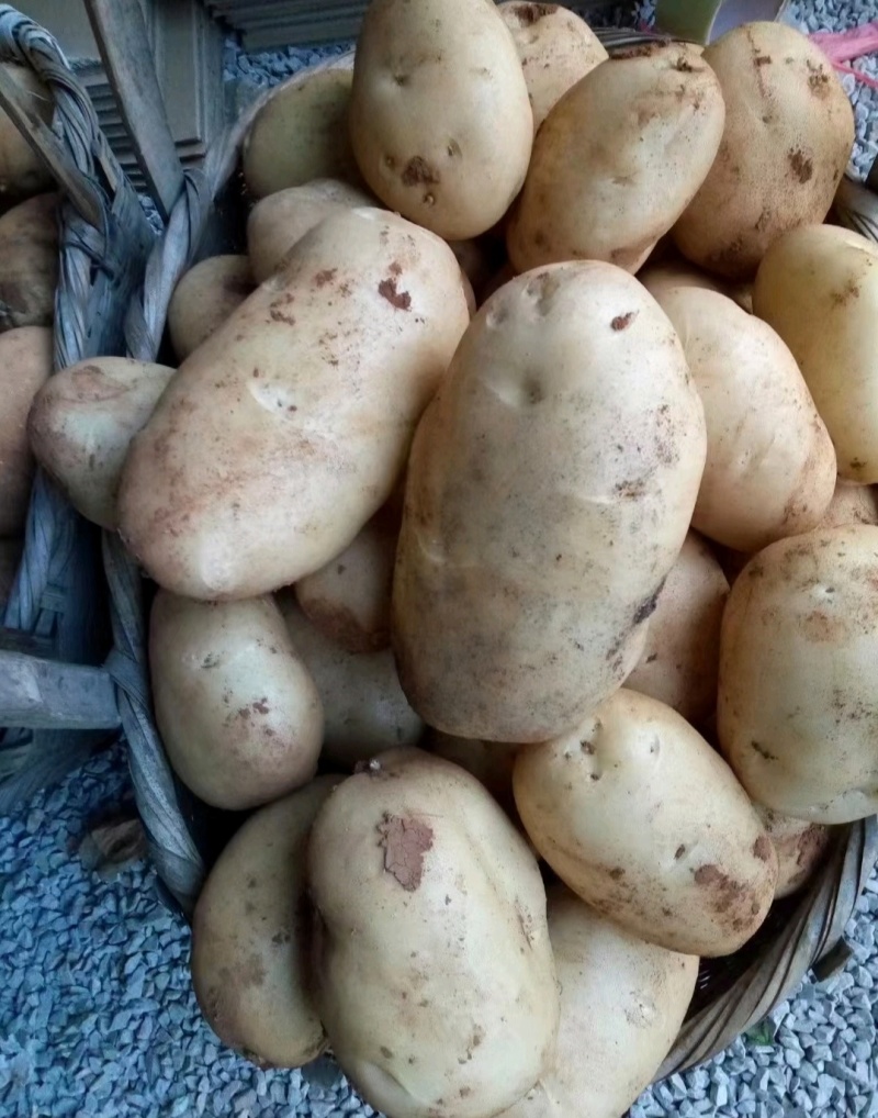 云南土豆沃土5号黄心黄皮货源充足价格实惠欢迎联系