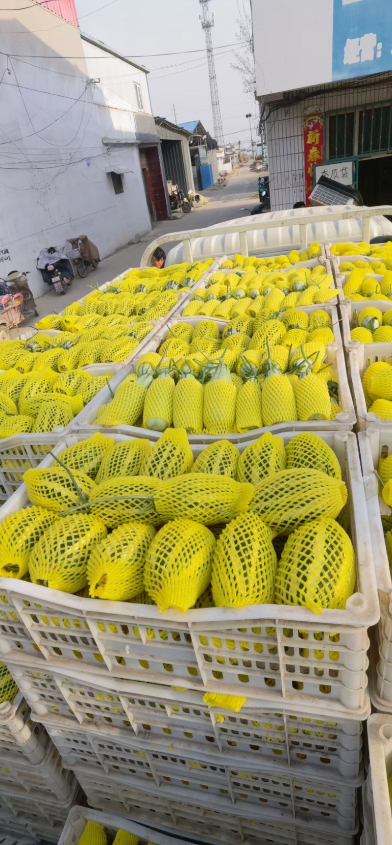 山东省聊城莘县头茬博洋9甜瓜，品质好卖相好