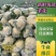 河北张北县精品有机花菜保质保量稳定货源欢迎联系