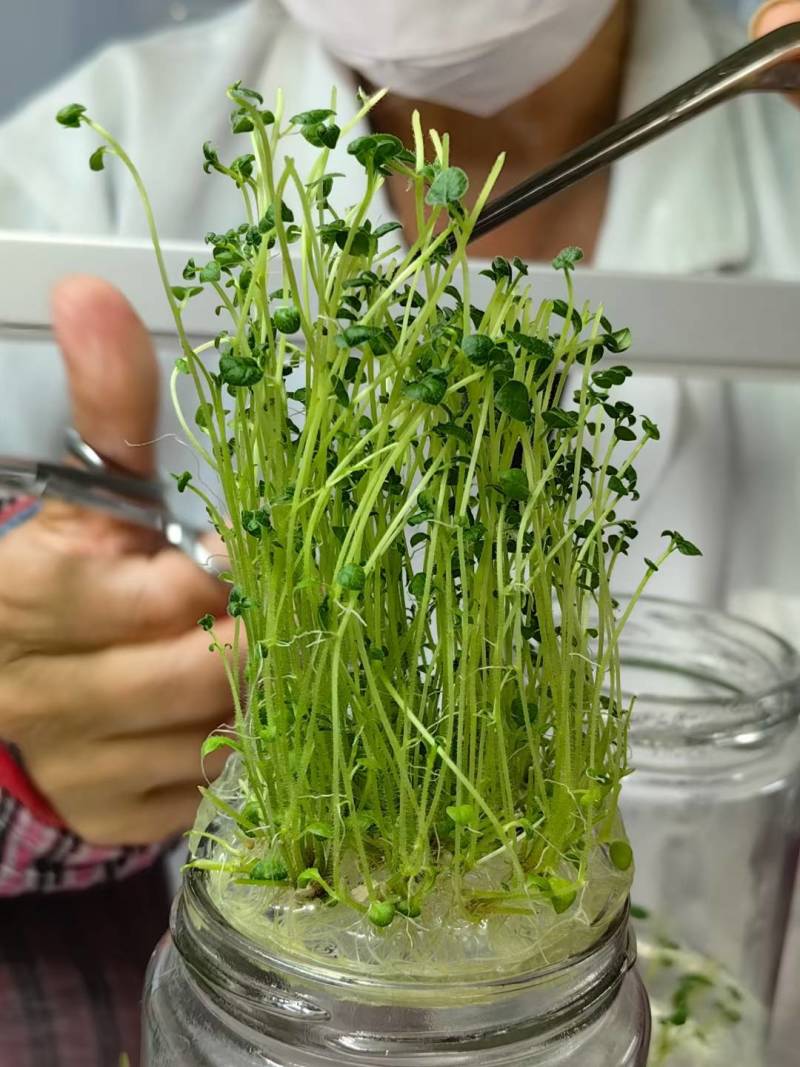 脱毒马铃薯瓶苗V7沃土5号希森6号实验一冀张薯226