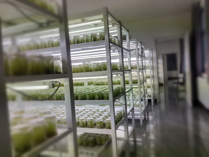 脱毒马铃薯瓶苗V7沃土5号希森6号实验一冀张薯226