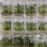 脱毒马铃薯瓶苗V7沃土5号希森6号实验一冀张薯226