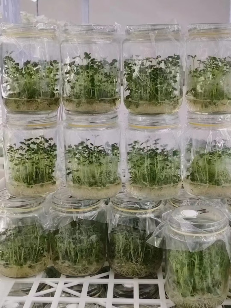 脱毒马铃薯瓶苗V7沃土5号希森6号实验一冀张薯226