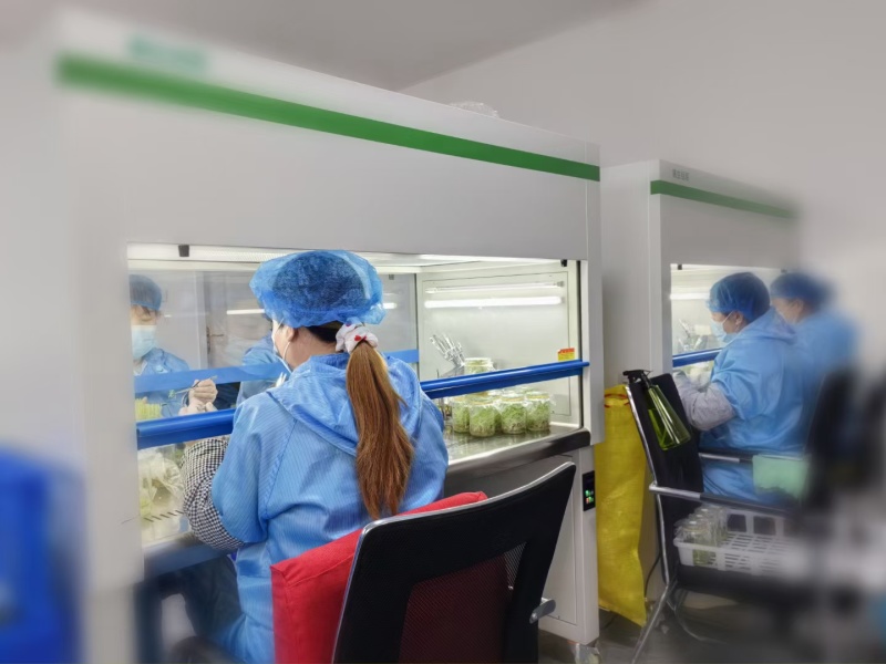 脱毒马铃薯瓶苗V7沃土5号希森6号实验一冀张薯226