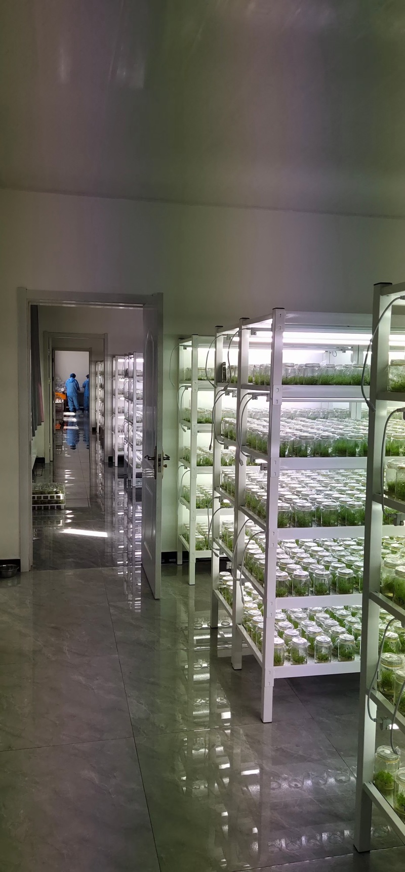 脱毒马铃薯瓶苗V7沃土5号希森6号实验一冀张薯226