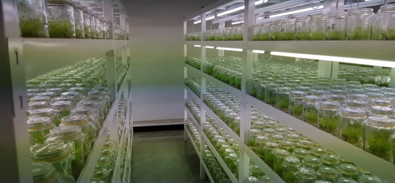脱毒马铃薯瓶苗V7沃土5号希森6号实验一冀张薯226