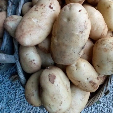 云南土豆黄心土豆V7货源充足量大从优全国发货价格实