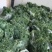 新鲜羽衣甘蓝基地直供全国直发进口品种