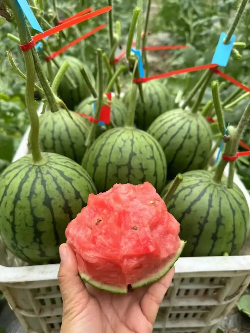 陕西蒲城938吊兰西瓜，吊篮西瓜，小糖丸小西瓜，2k西瓜