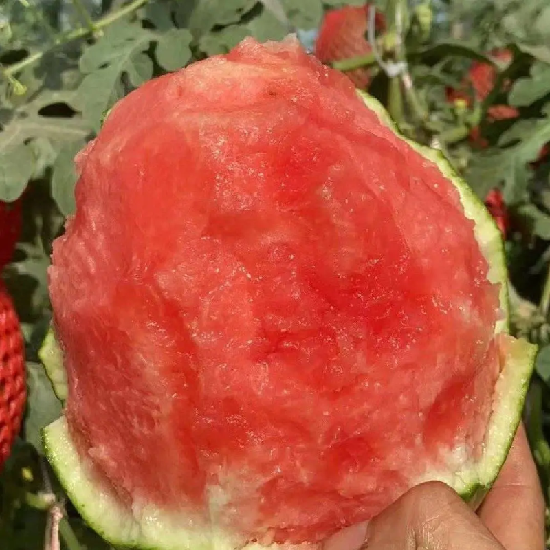 陕西蒲城938吊兰西瓜，吊篮西瓜，小糖丸小西瓜，2k西瓜