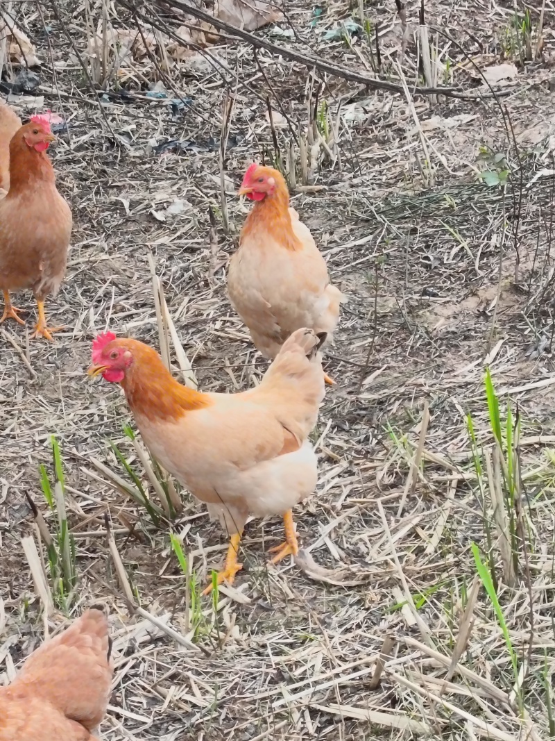 9月龄林下散养土鸡