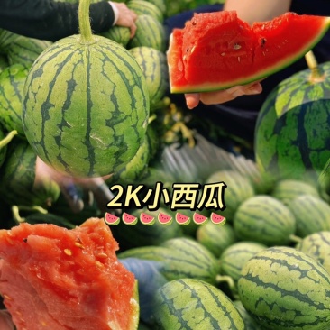 全美2K西瓜小吊瓜内蒙手剥西瓜基地直发供应全国市场
