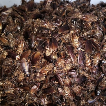 高蛋白饲料原料美洲大蠊蟑螂精华液提取药渣，水产畜牧宠物饲料