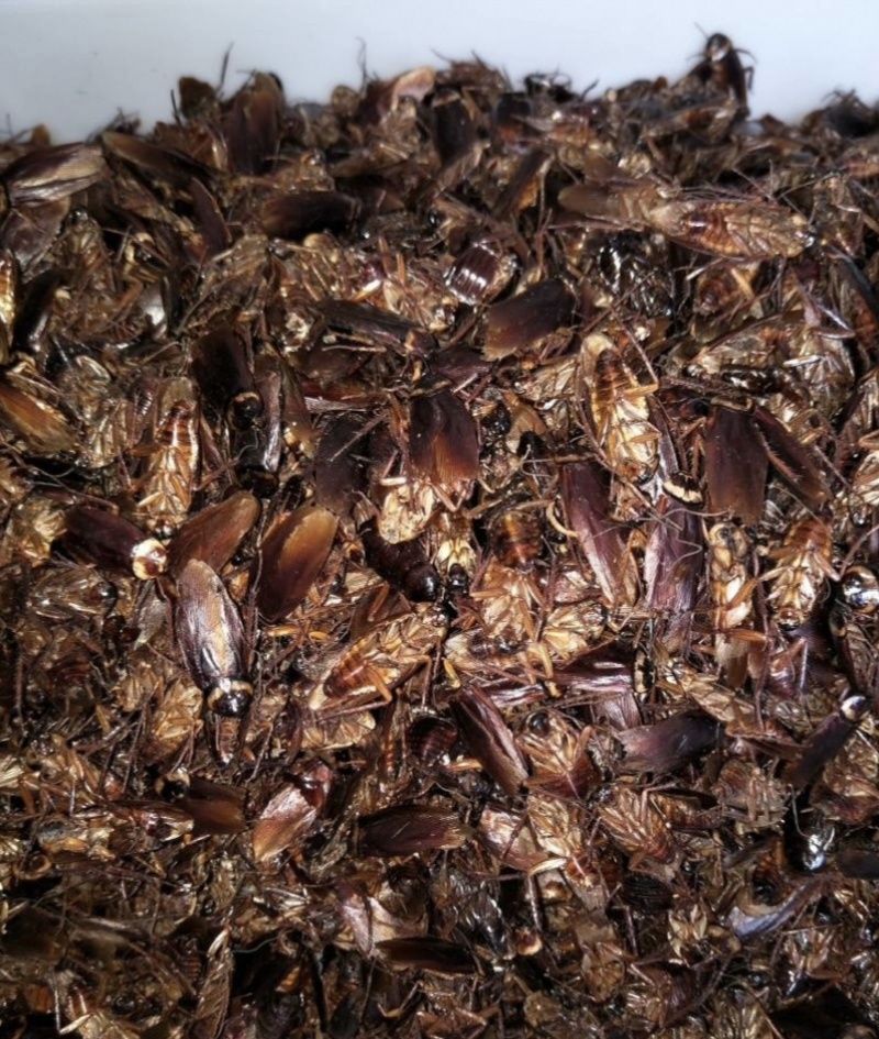 高蛋白饲料原料美洲大蠊蟑螂精华液提取药渣，水产畜牧宠物饲料