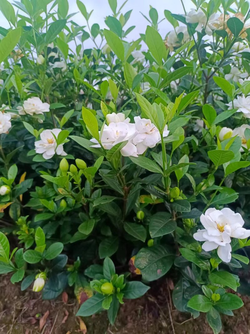 玫瑰栀子小苗大量供应，价格实惠，量大从优，欢迎选购