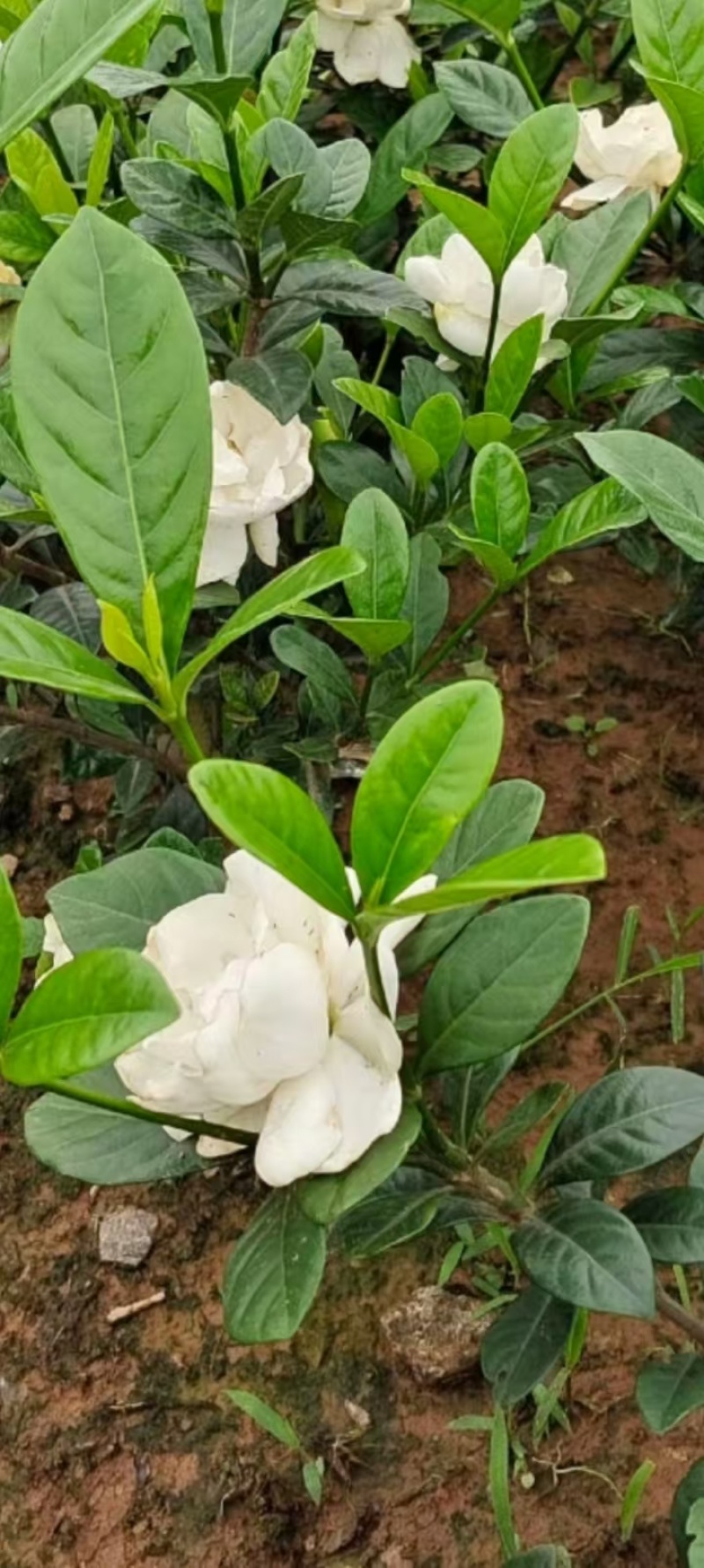 玫瑰栀子小苗大量供应，价格实惠，量大从优，欢迎选购