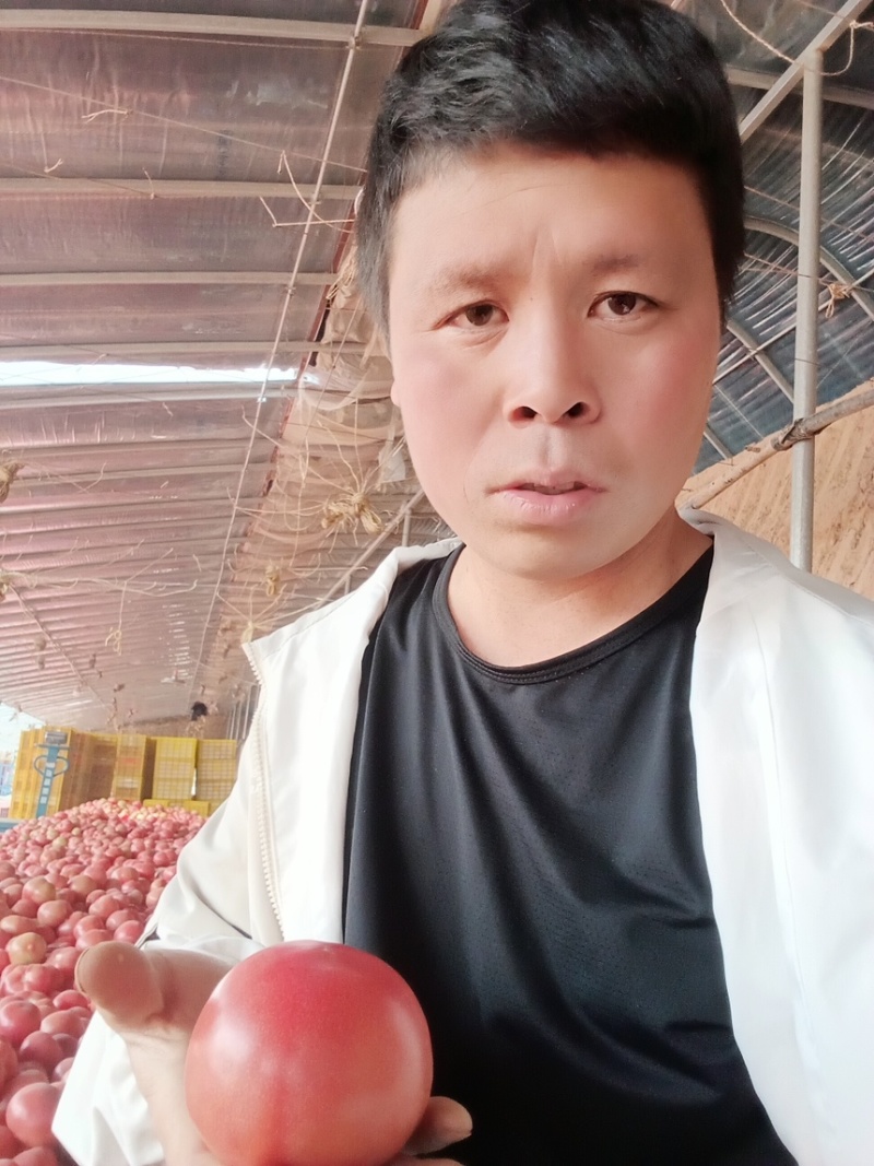 硬粉西红柿精品暖棚西红柿直共市场商超可视频看货，