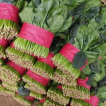 大叶菠菜