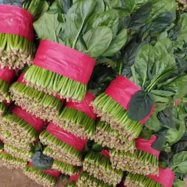 大叶菠菜
