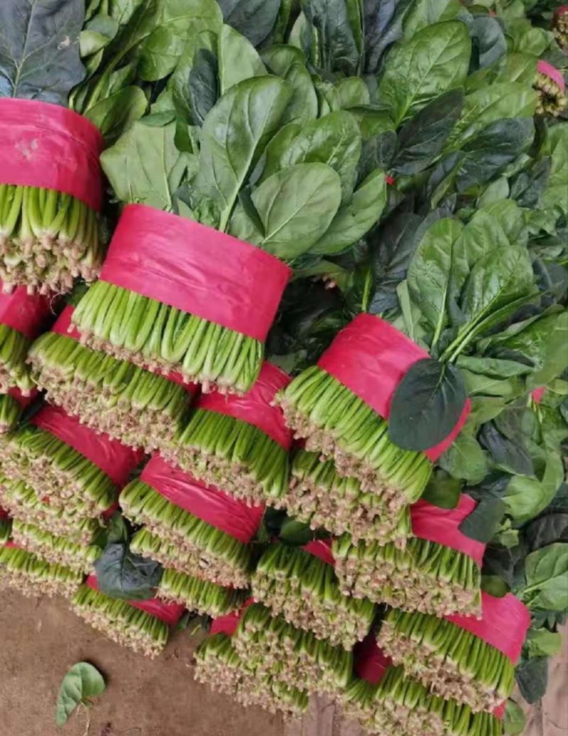 大叶菠菜